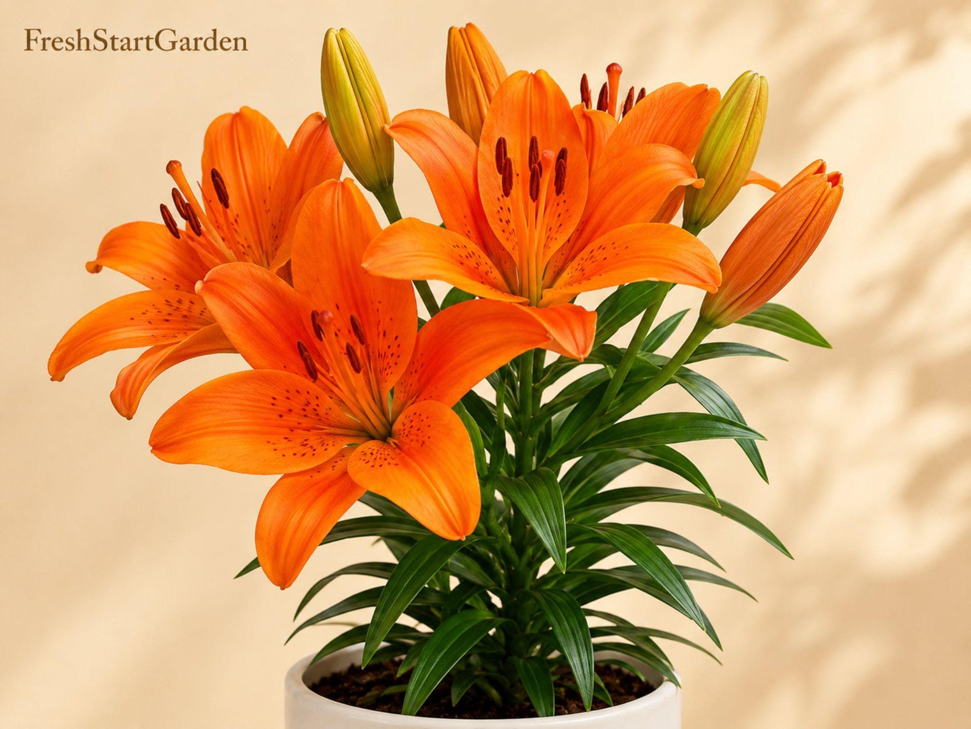 Surfside Orange Lily Bulbs - 3 Pack - Bright Orange Asiatic Flowers - Lilium Asiatic Hybrid - Perfect for Sunny Gardens