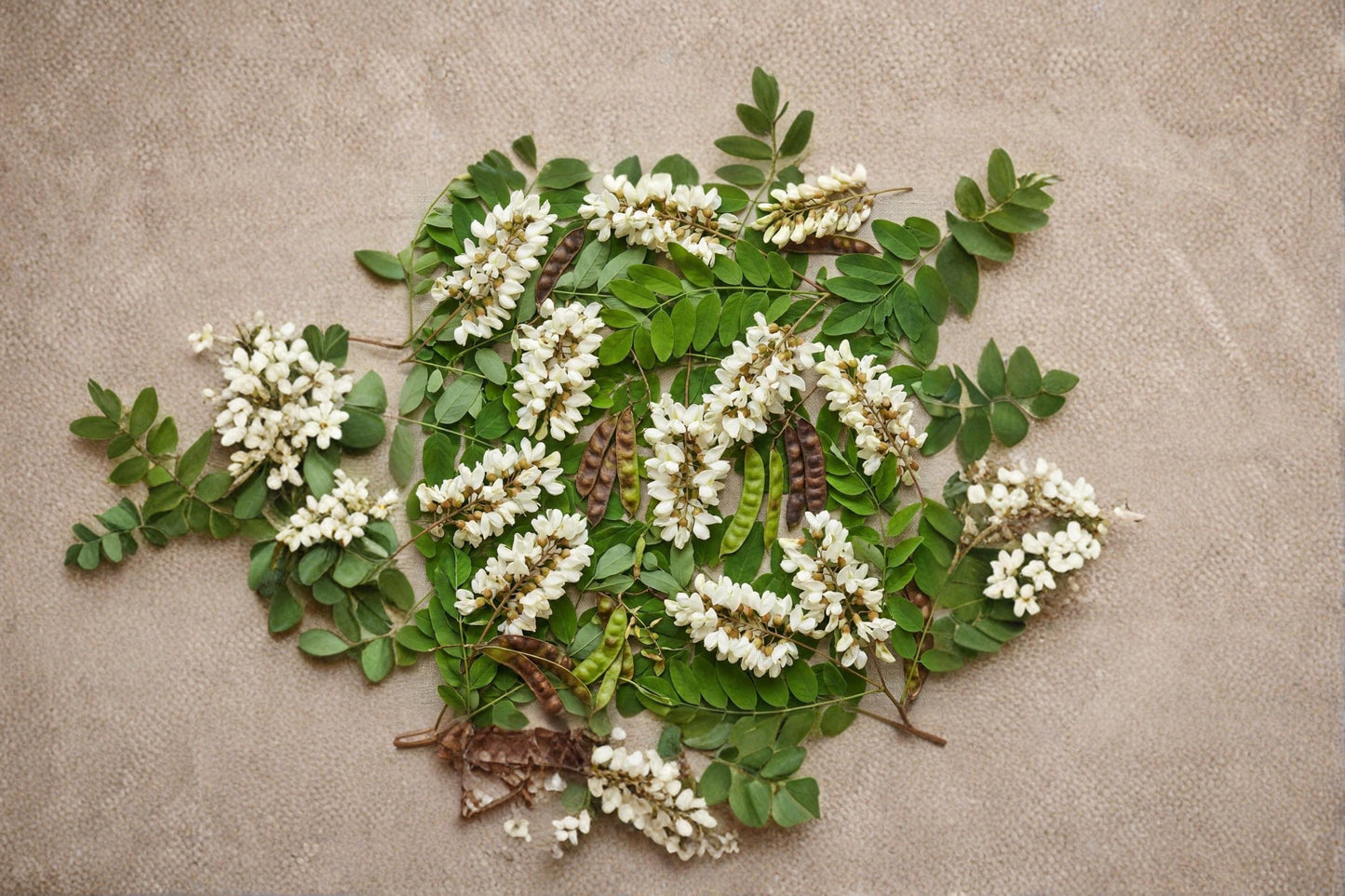 Black Locust Seeds 50 Count - Robinia pseudoacacia - Deciduous Tree with White Flowers for Outdoor Planting