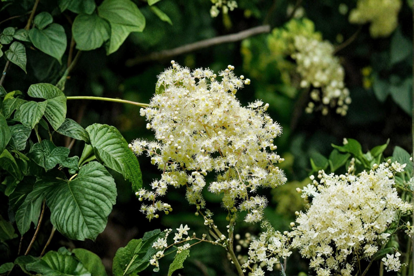 Ocean Spray Seeds - 50 Count - Cream Flowering Deciduous Shrub - Holodiscus discolor - Native Landscape Plant
