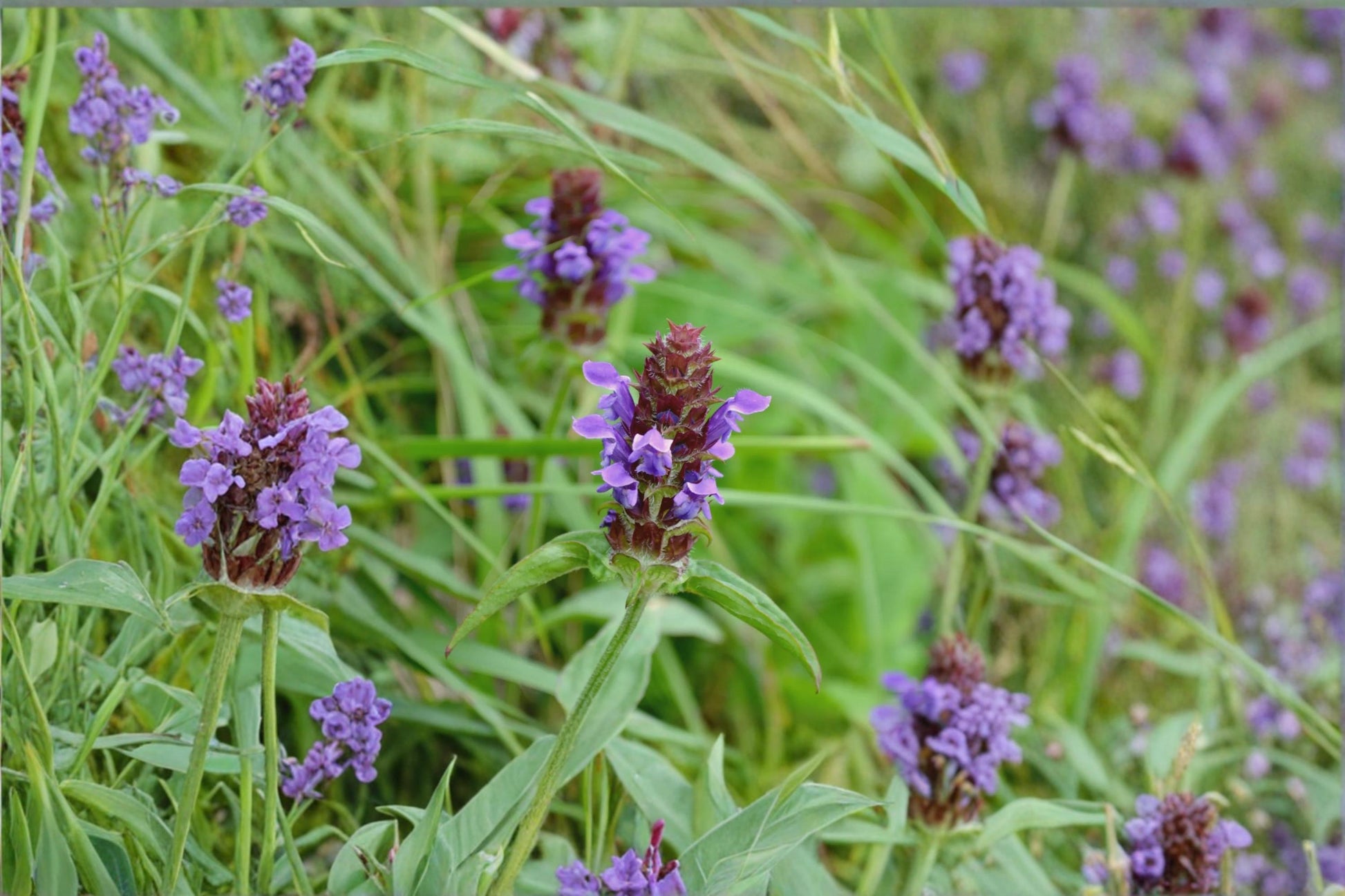 Self Heal Seeds 50 Count - Violet Flowering Perennial - Prunella vulgaris - Garden & Meadow Plant