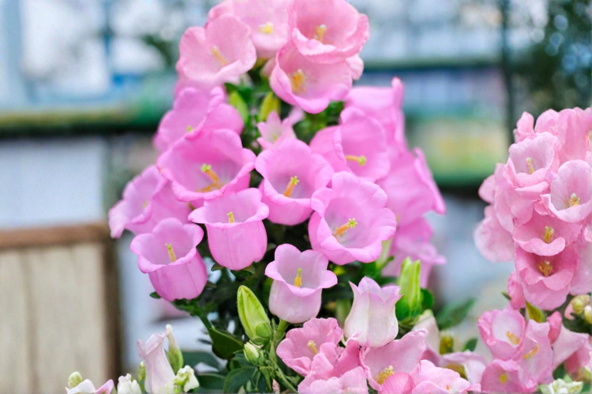 Pink Bellflower Seeds - 50 Pack - Campanula medium - Flowering Plant with Pink Blooms for Garden & Landscape