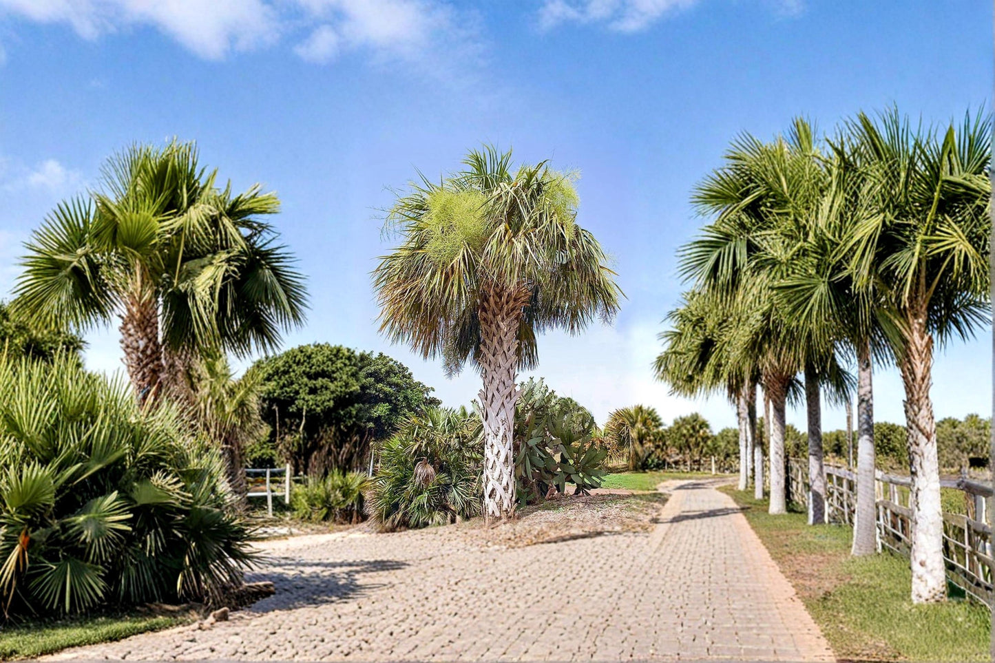 Palmetto Seeds - 10 Seeds - Sabal palmetto - Tropical Palm Tree for Landscape & Garden Planting