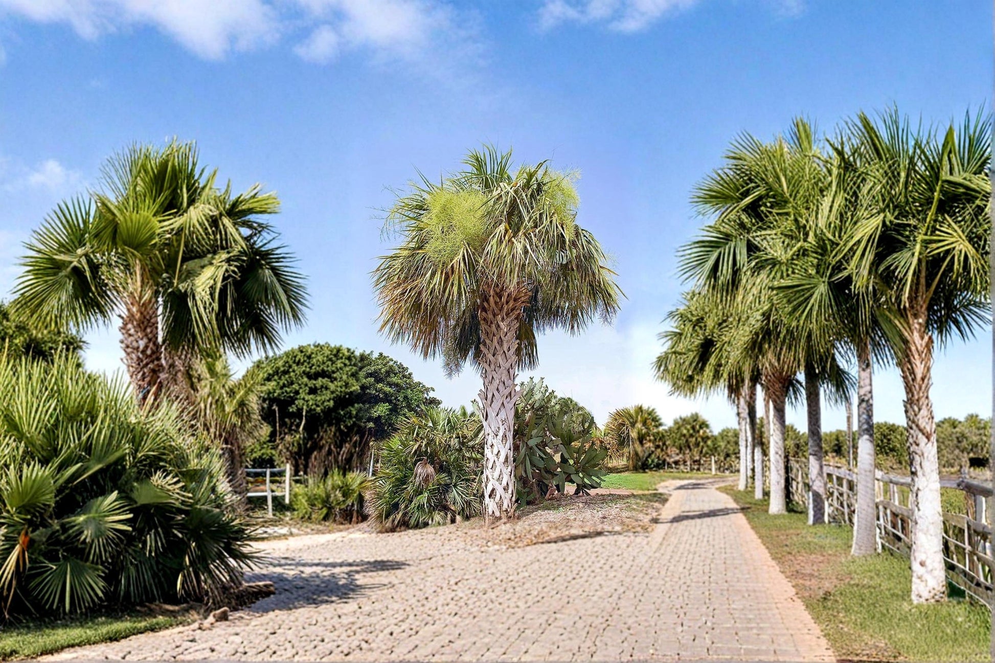 Palmetto Seeds - 10 Seeds - Sabal palmetto - Tropical Palm Tree for Landscape & Garden Planting