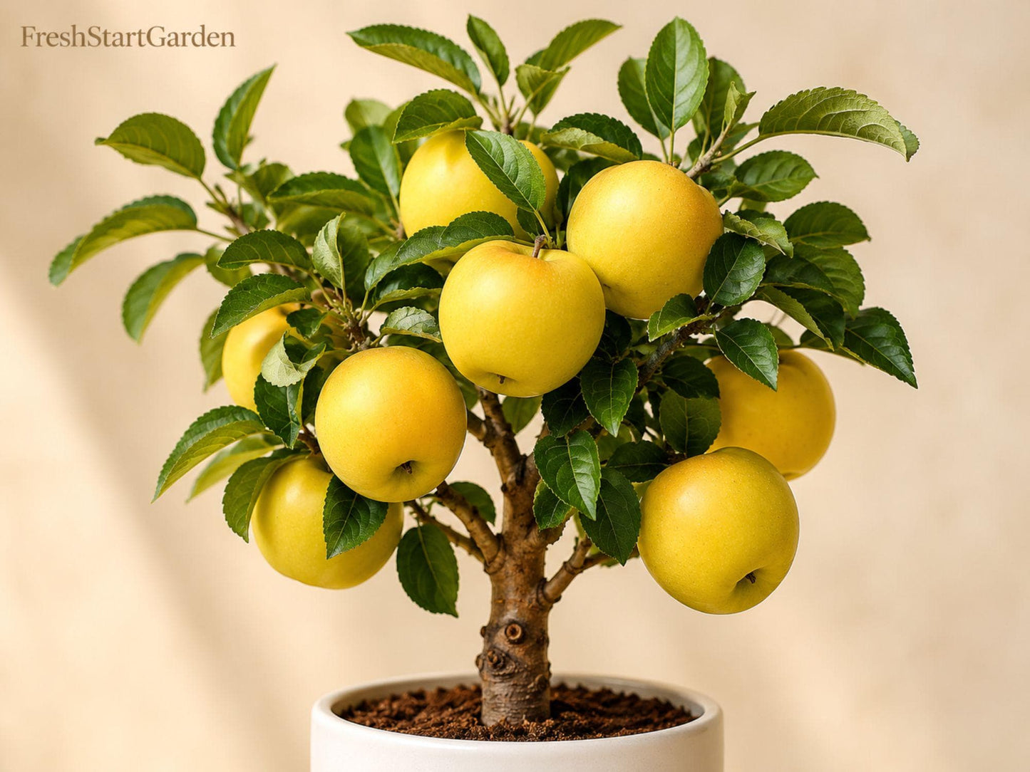 Bare Root Yellow Delicious Apple Tree 12-18 Inch - Malus domestica - Sweet Golden Yellow Fruit for Edible Landscaping