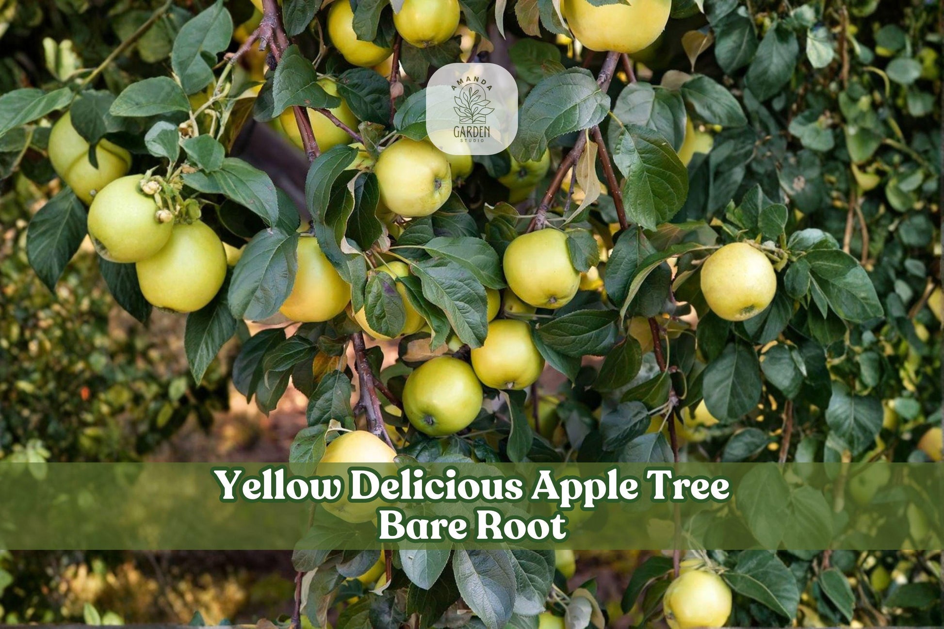 White Paper Birch Seedling | Betula papyrifera | Ornamental Deciduous Tree | Striking White Bark for Landscaping