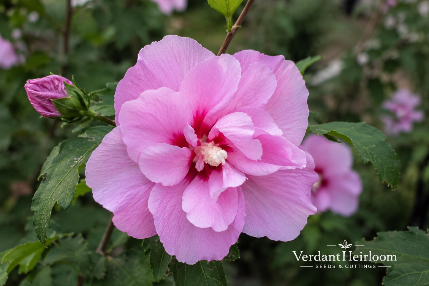 Lucy Rose of Sharon Bare Root Plant - Pink-Red Flowers - Hibiscus syriacus 'Lucy' - Deciduous Shrub for Borders & Hedges