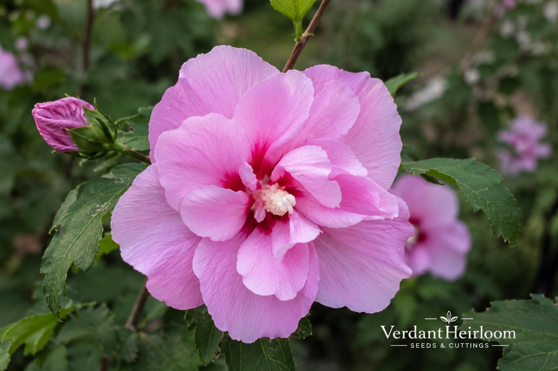 Lucy Rose of Sharon Bare Root Plant - Pink-Red Flowers - Hibiscus syriacus 'Lucy' - Deciduous Shrub for Borders & Hedges