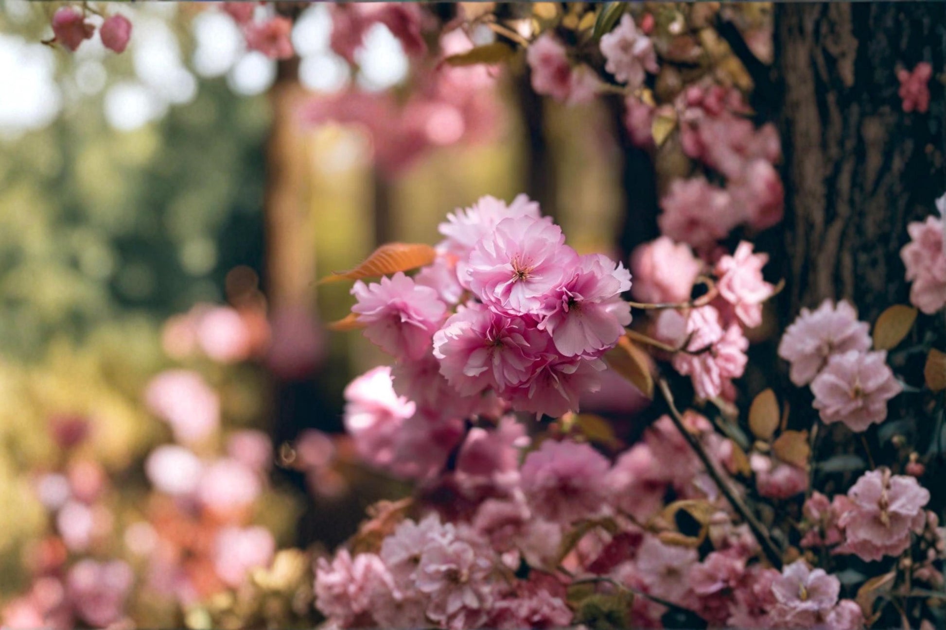 Sakura Tree Seeds 10 Pack - Prunus serrulata - Ornamental Pink Flowering Cherry for Bonsai & Garden Cultivation