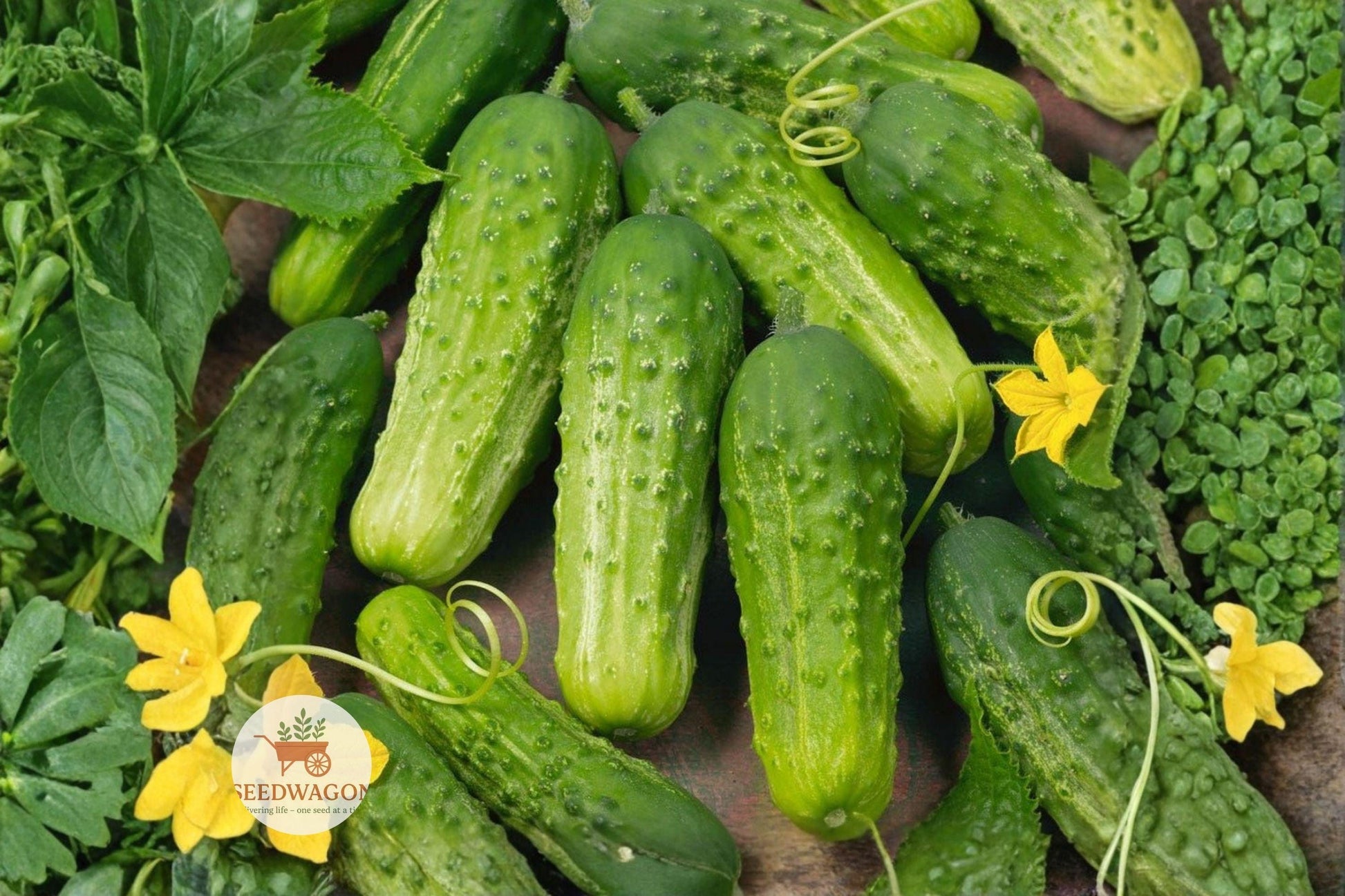 Boston Pickling Cucumber Seeds - Heirloom Non-GMO Variety (25 Seeds) - Cucumis sativus - Ideal for Pickling & Fresh Eating