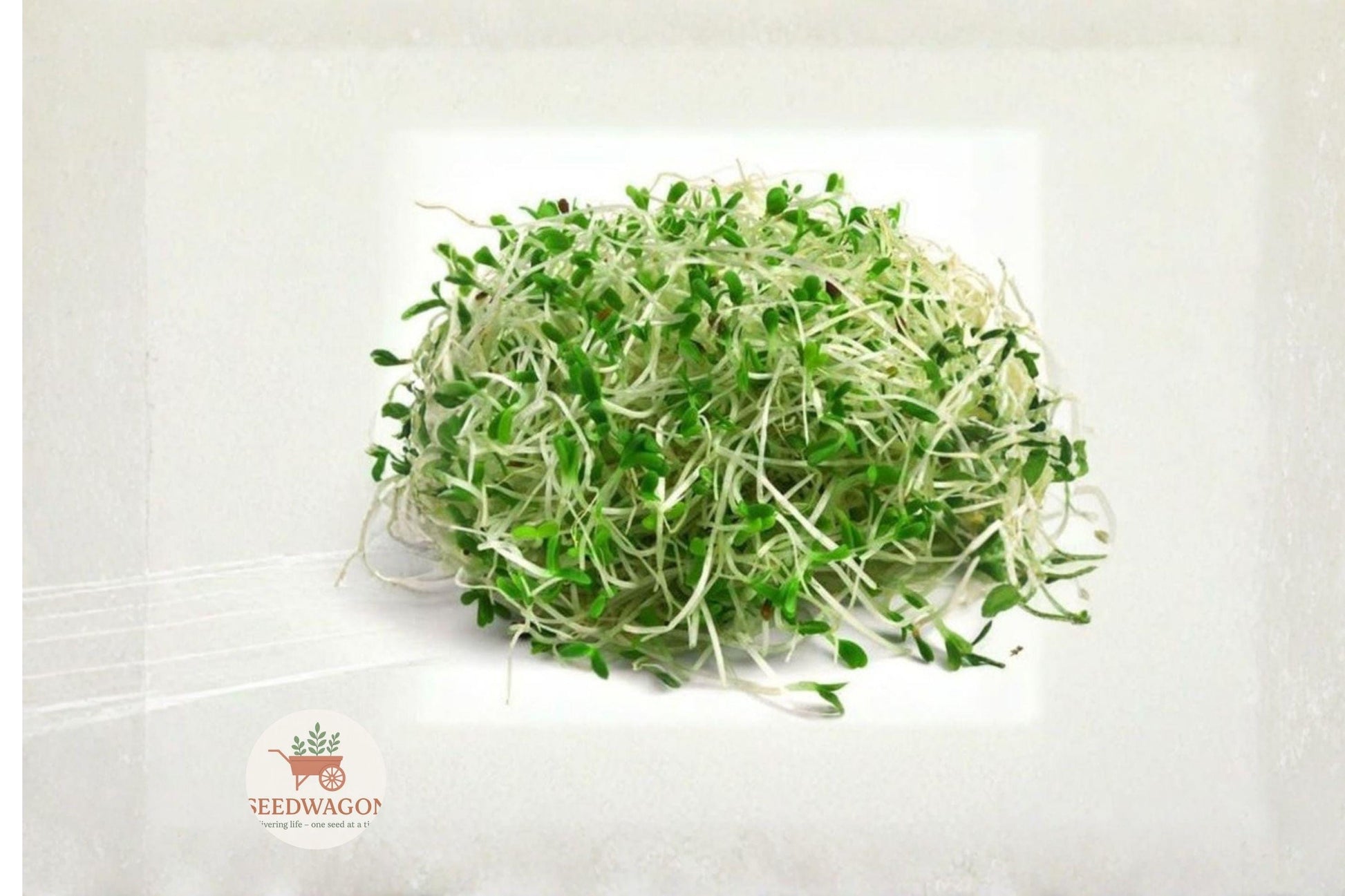 Alfalfa Sprout Seeds 1000 Count Heirloom Non-GMO Medicago sativa for Easy Indoor Sprouting and Fresh Salads