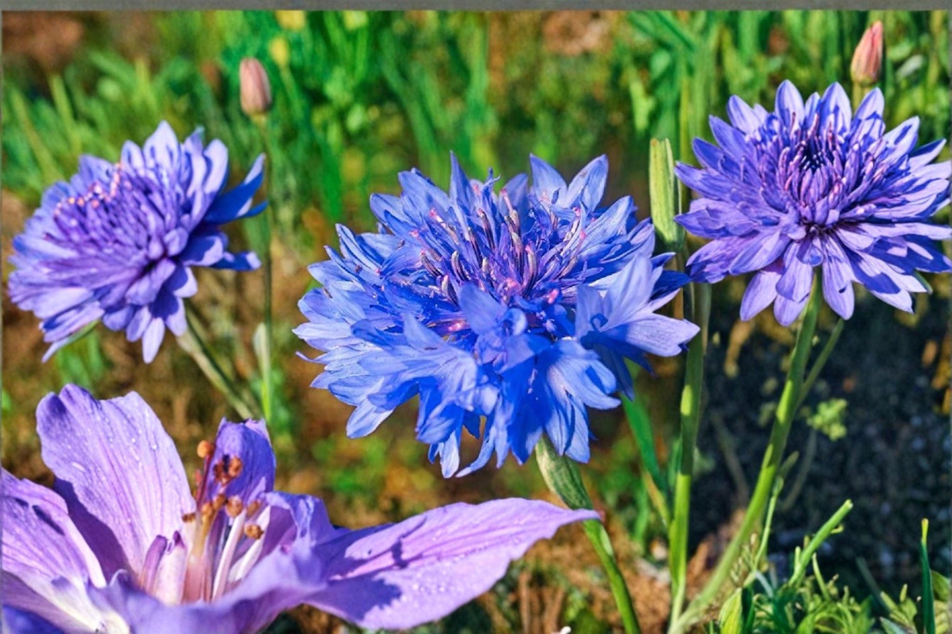 Dwarf Blue Cornflower Seeds - 200 Count - Bachelor Button - Centaurea cyanus - Annual Flower for Pollinator Gardens