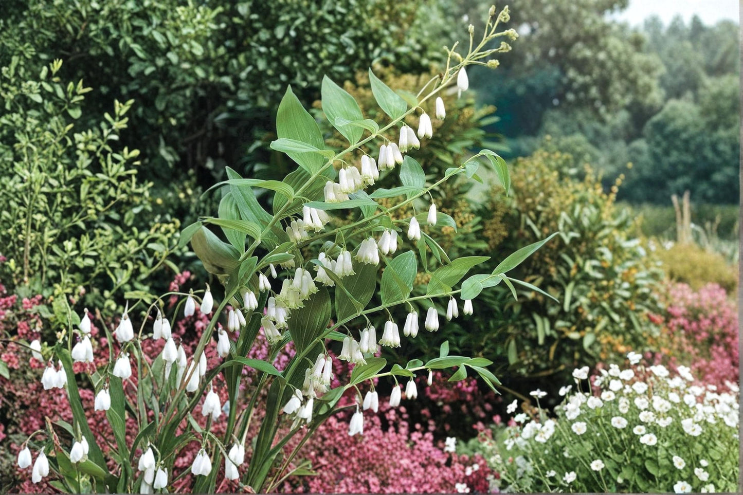 Great Solomon's Seal Seeds - 20 Count - Polygonatum biflorum - Perennial Wildflower for Shade Gardens and Woodland Landscapes