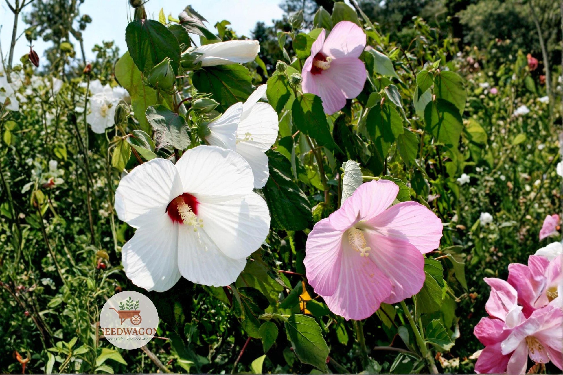 Swamp Rose Mallow Seeds - Hardy Hibiscus Flower Seeds for Giant Blooms - Hibiscus moscheutos - 30 Seeds for Pollinator Gardens