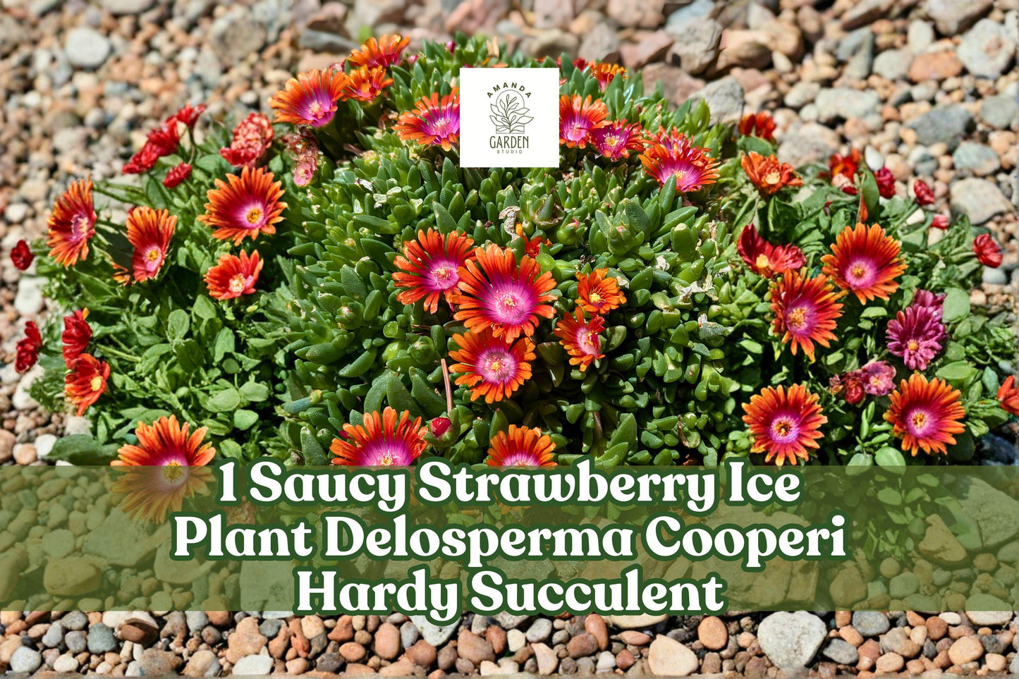 Saucy Strawberry Ice Plant Live Starter - Delosperma cooperi Hardy Succulent Ground Cover for Rock Gardens, Strawberry-Pink Flowers