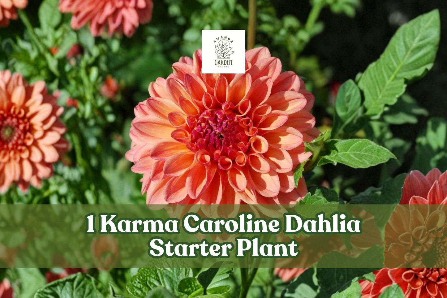 Karma Caroline Dahlia Starter Plant - Live Rooted Plug for Cut Flowers, Vibrant Mixed Colors, Dahlia pinnata, Easy Care
