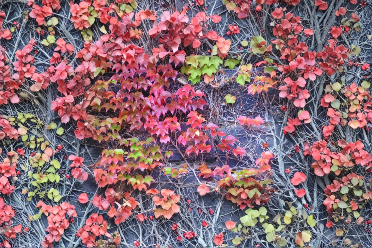 Boston Ivy Seeds - 50 Pack - Parthenocissus tricuspidata - Fast-Growing Climbing Vine for Vertical Landscaping and Fall Color