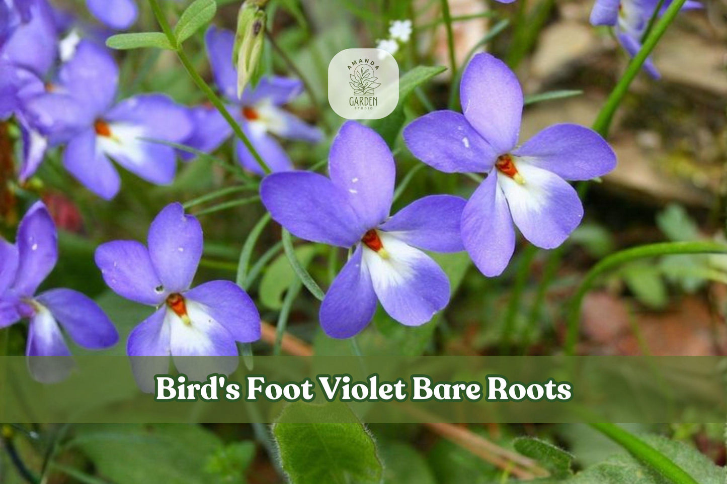 10 Bare Root Bird's Foot Violet Plants | Lavender Blue Wildflower | Viola pedata | Native Perennial for Rock Gardens