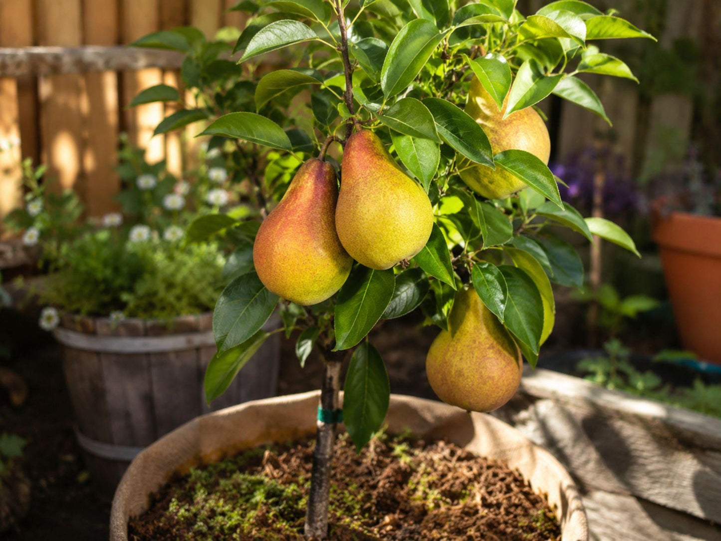 Pineapple Pear Bare Root Tree 18–24 Inch Grafted Pyrus communis - Sweet Tropical Flavor, Self-Pollinating Fruit Tree for Edible Gardens