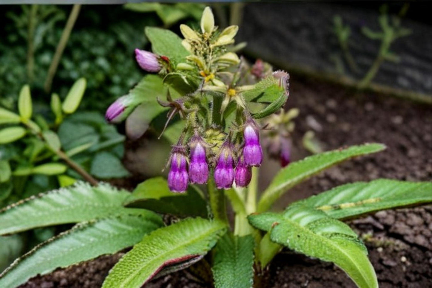 True Comfrey Seeds - 1 Perennial Herb - Symphytum officinale - Hardy, Adaptable, Pollinator-Friendly - Ideal for USDA Zones 4-9