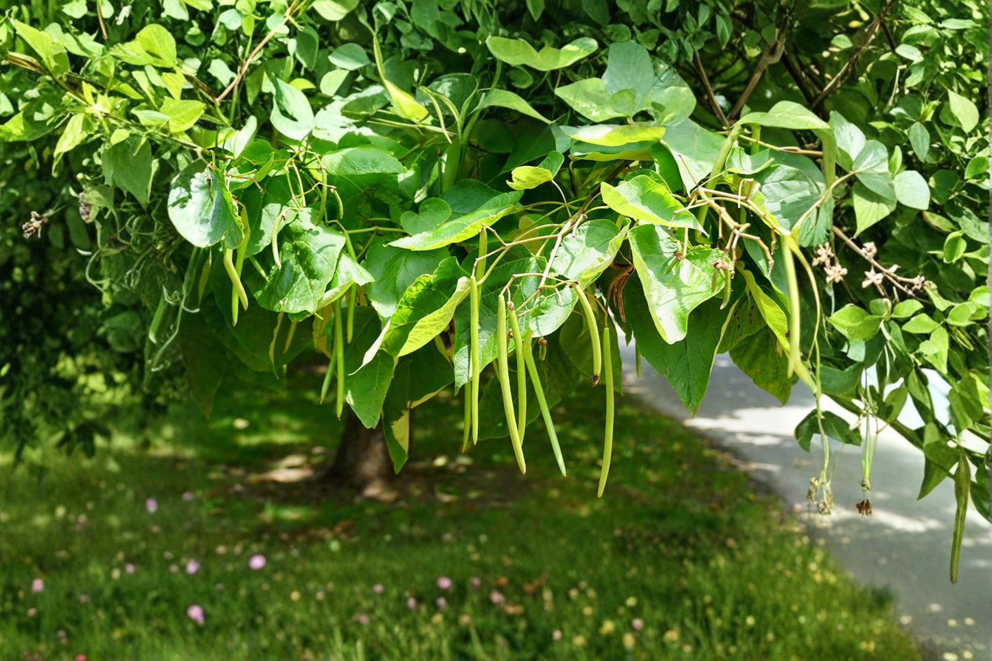 Catalpa Tree Seeds - 50 Pack - Catalpa speciosa - Deciduous Ornamental Tree with Large Leaves & Showy Flowers