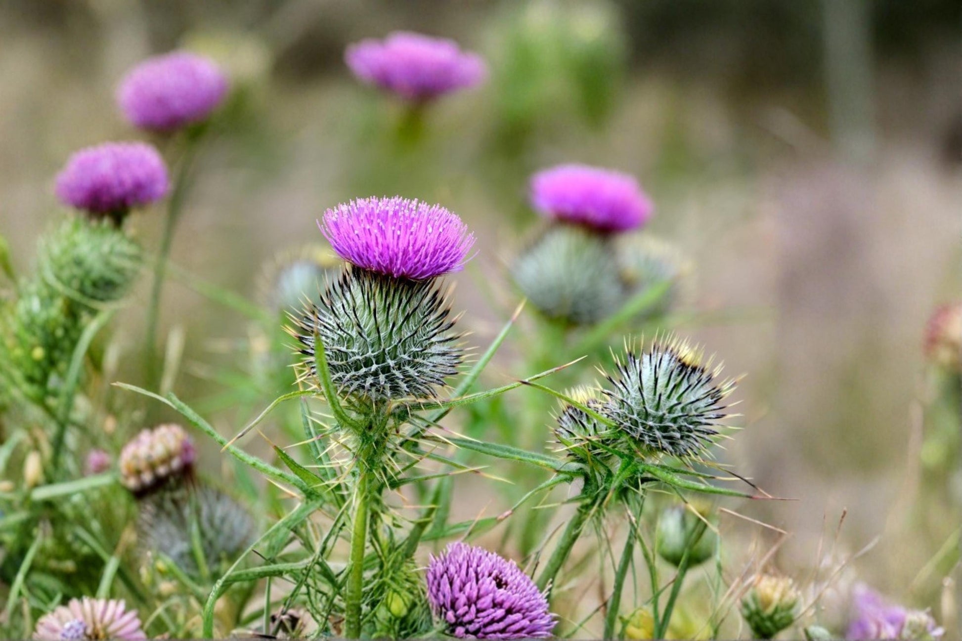 Swamp Thistle Seeds - 100 Pack - Cirsium muticum - Native Wildflower for Pollinator Gardens - Pink Purple Blooms