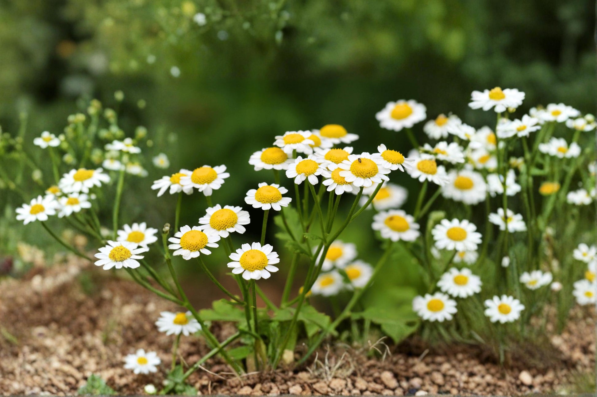 Feverfew Seeds 100 Count - White Daisy Flowers - Tanacetum parthenium - Easy to Grow Herb for Cottage & Pollinator Gardens