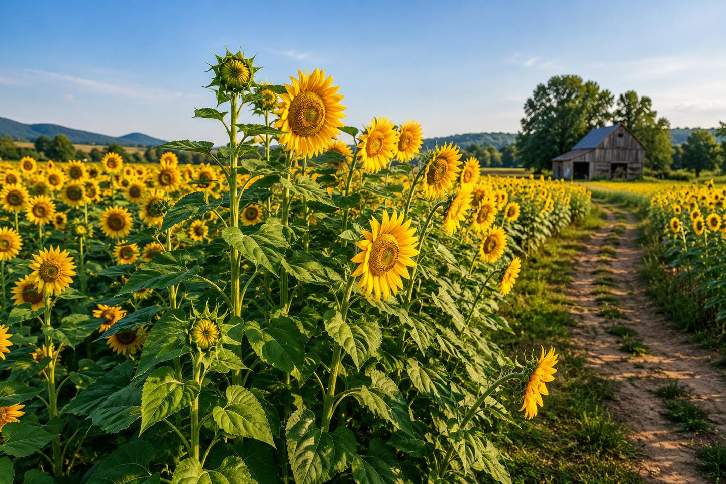 Giant Mammoth Russian Sunflower Seeds - 100 Heirloom Yellow Seeds - Helianthus annuus - Non-GMO, Edible, Easy to Grow