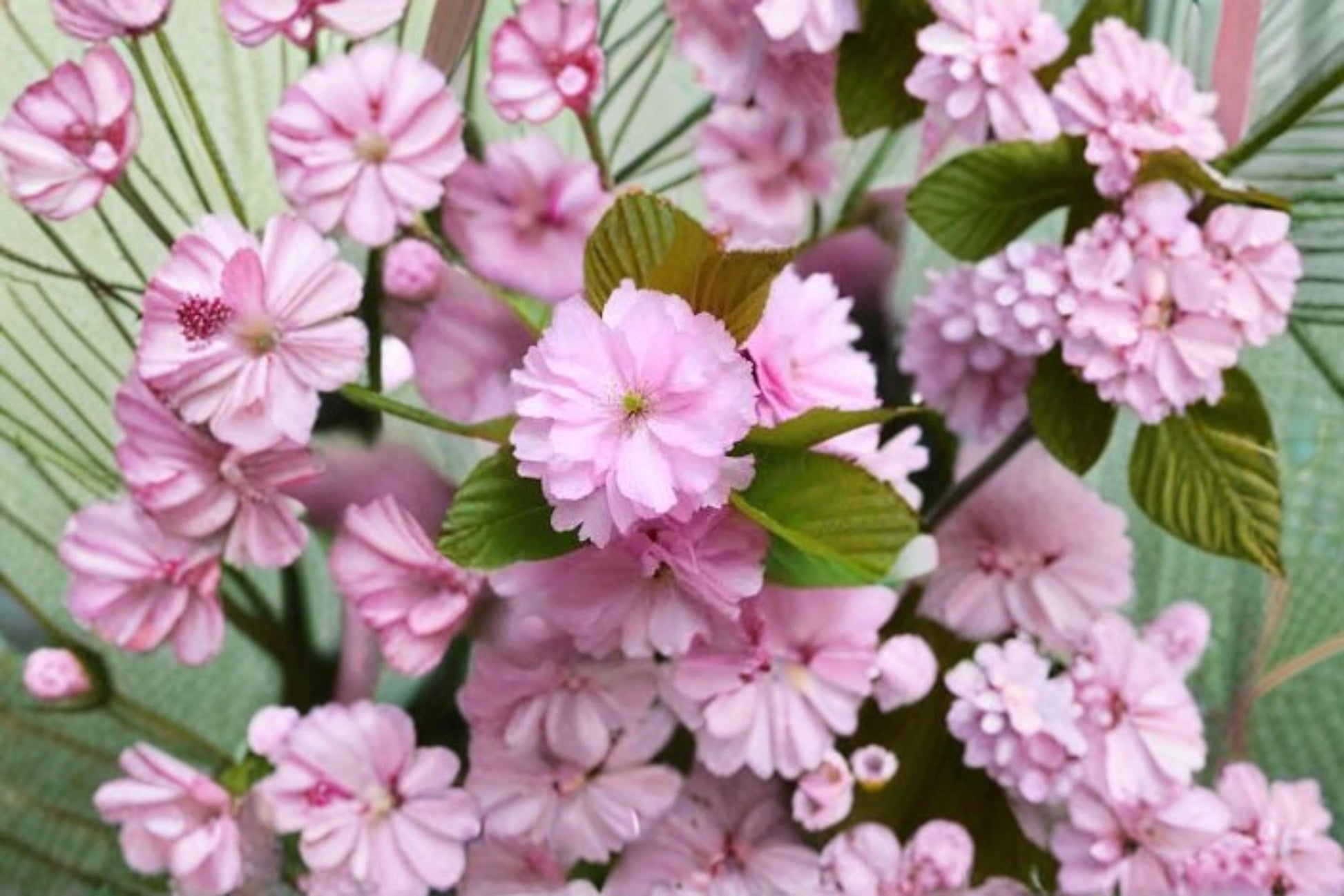 Japanese Cherry Blossom Seeds - 10 Sakura Seeds - Prunus serrulata - Ornamental Flowering Tree with Pink Blooms for Bonsai