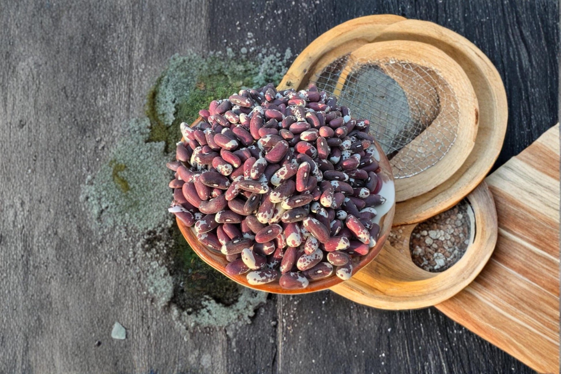 Jacob's Cattle Bean Seeds - 20 Heirloom Seeds, Phaseolus vulgaris, Cream & Red Mottled, Versatile Garden Vegetable