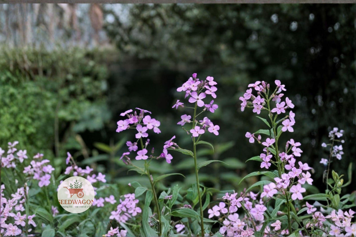 Dames Rocket Seeds 100 Count - Hesperis matronalis - Fragrant Night Scented Gilliflower - Cottage Garden Wildflower