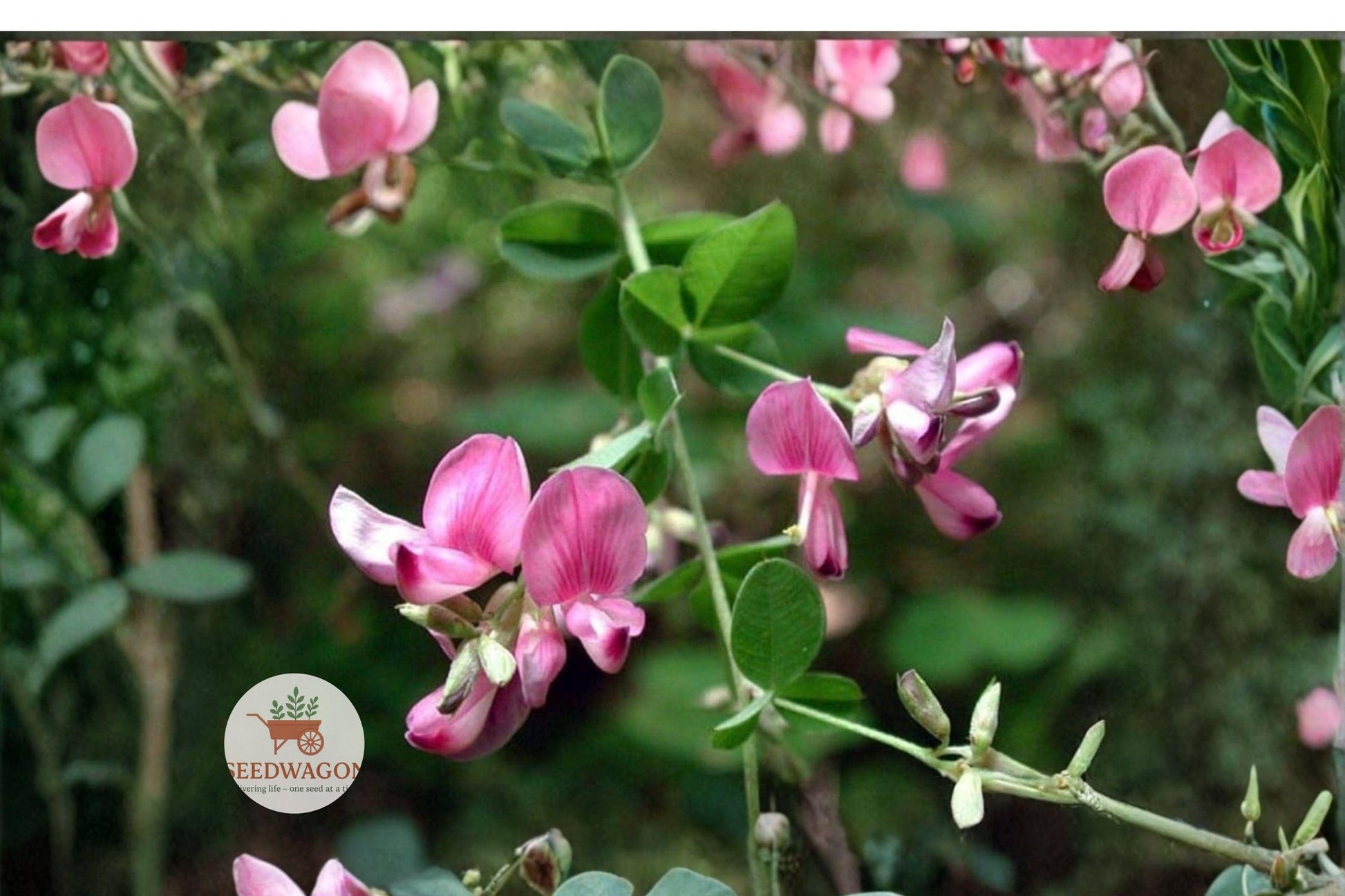 Korean Lespedeza Seeds - 100 Count - Nitrogen Fixing Ground Cover - Kummerowia stipulacea - Pink Purple Flowers - Wildlife Forage
