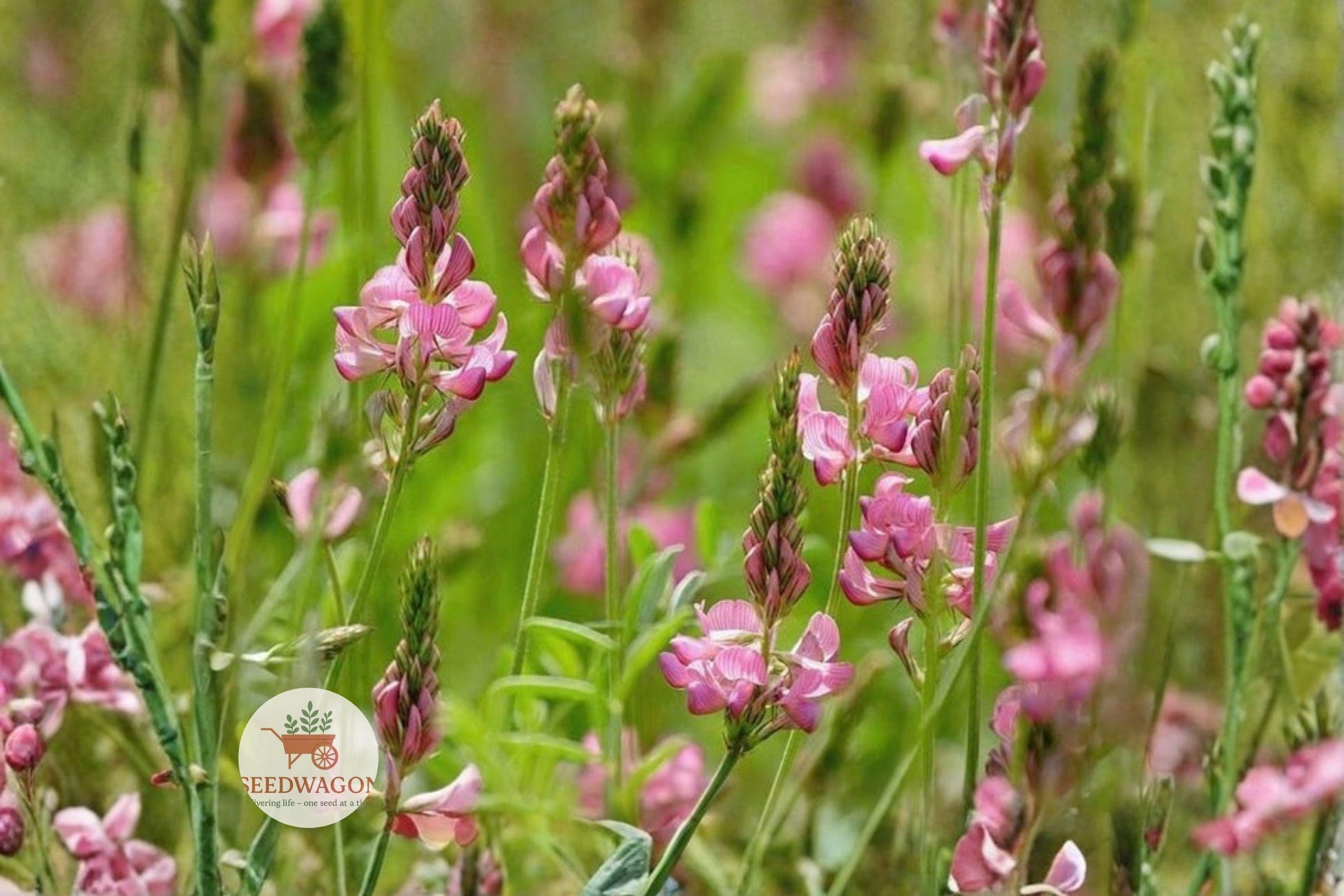 Sainfoin Shoshone Seeds - 100 Seeds - Nitrogen Fixing Legume - Onobrychis viciifolia - Pollinator Friendly, Pink Flowers