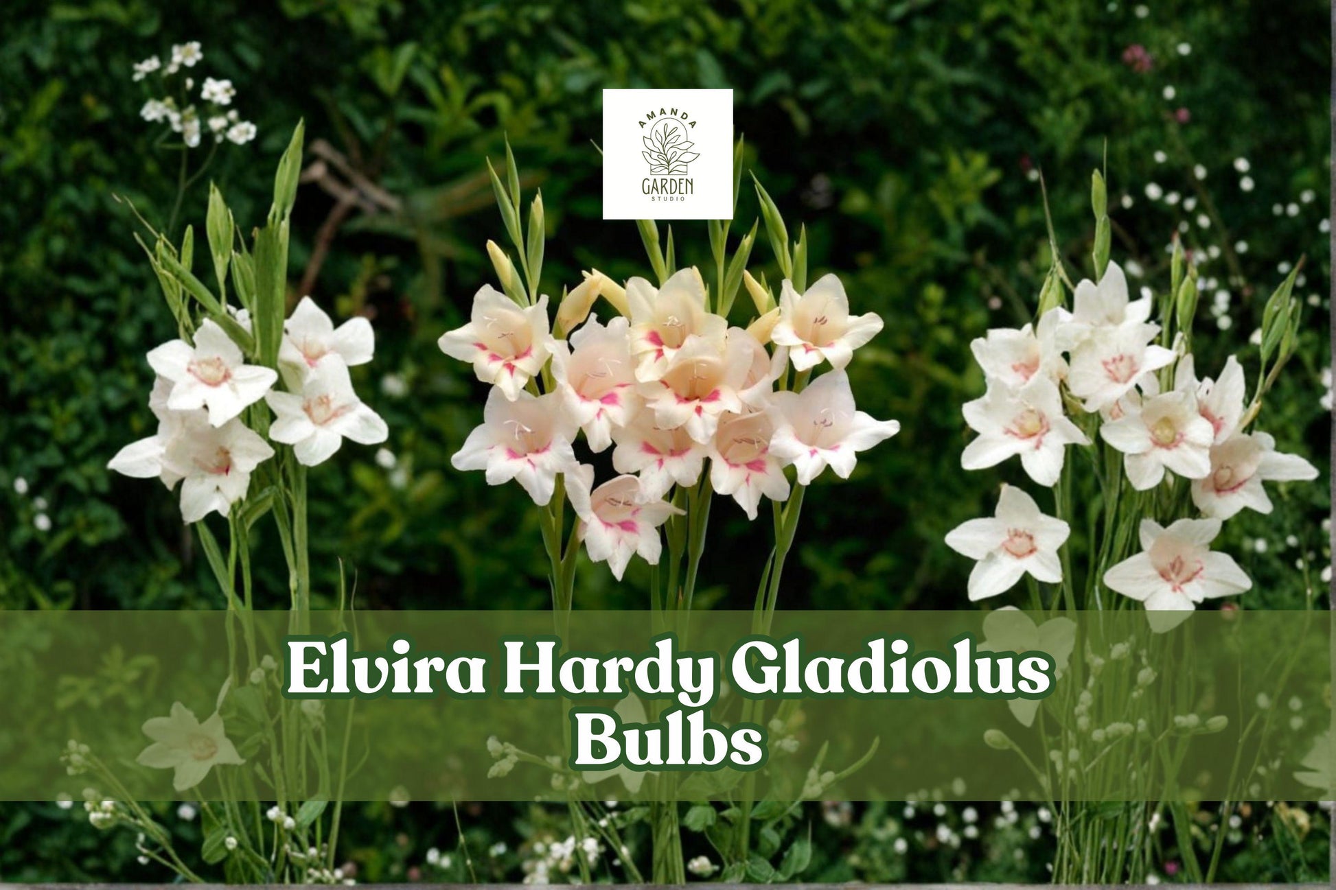 Hardy Gladiolus Bulbs - 3 Elvira Tricolor Perennial Flower Bulbs - Colorful Summer Blooms, Gladiolus spp. for Easy Garden Care
