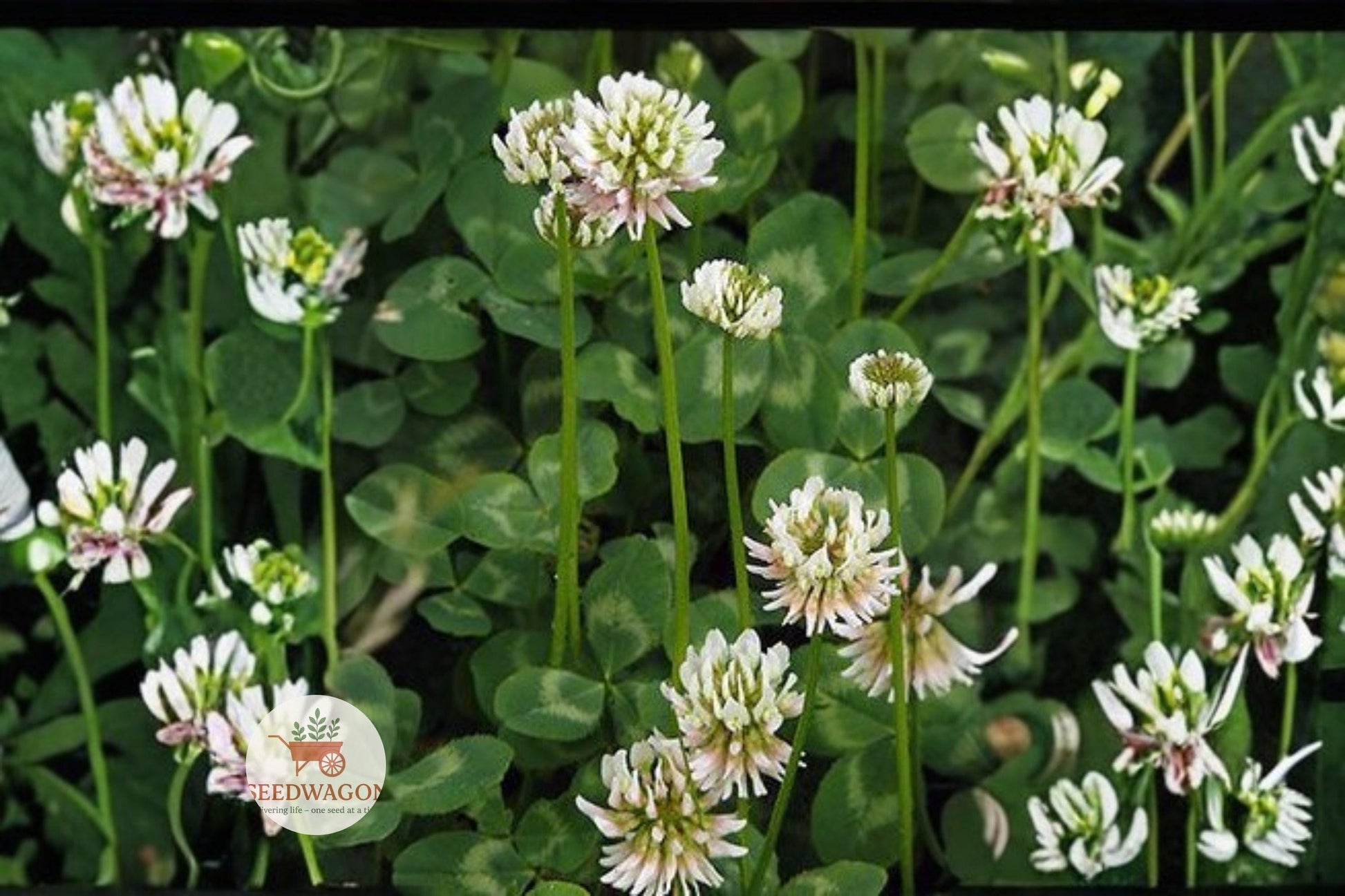 Berseem Clover Seeds - 100 Seeds - Egyptian Clover - Trifolium alexandrinum - Nitrogen Fixing Cover Crop - Pollinator Friendly