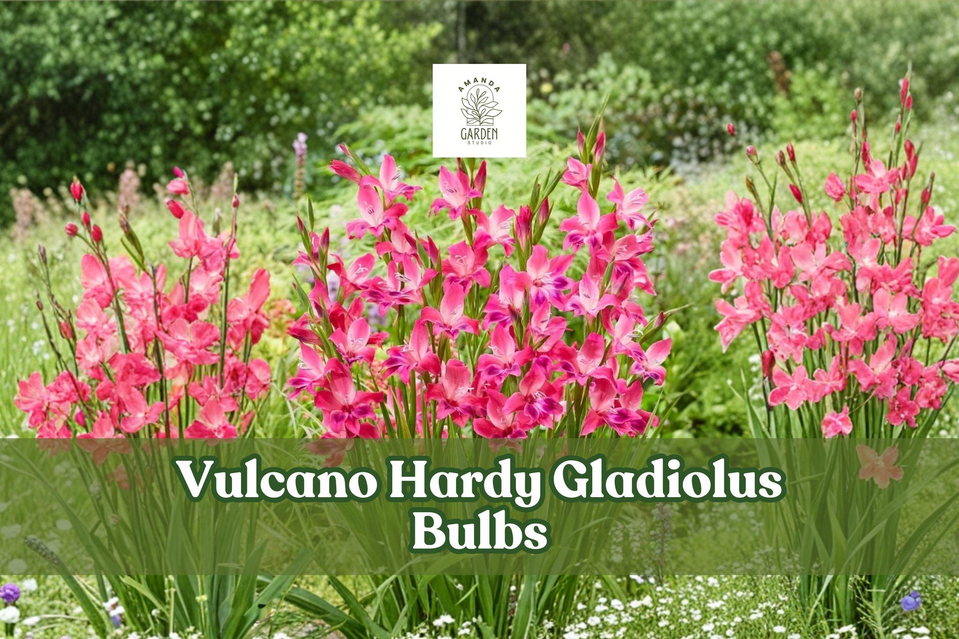 3 Vulcano Hardy Gladiolus Bulbs - Deep Pink Perennial Flower Bulbs - Gladiolus spp. - Summer Cut Flowers for Garden