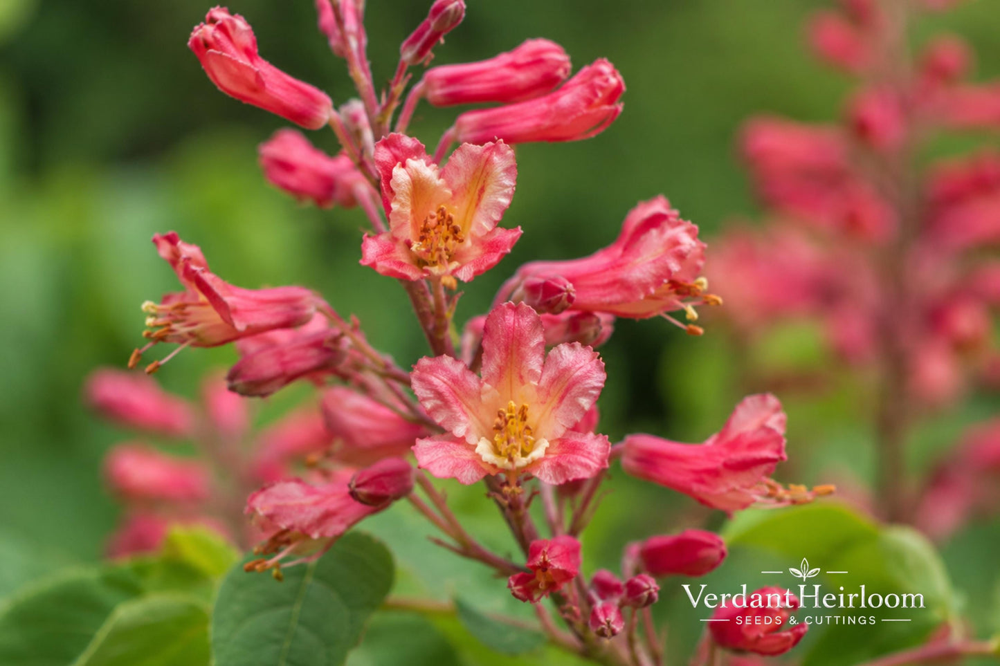 Red Buckeye Bare Root Plant 16+ Inches - Aesculus pavia - Ornamental Tree with Red Flowers for Pollinator Gardens