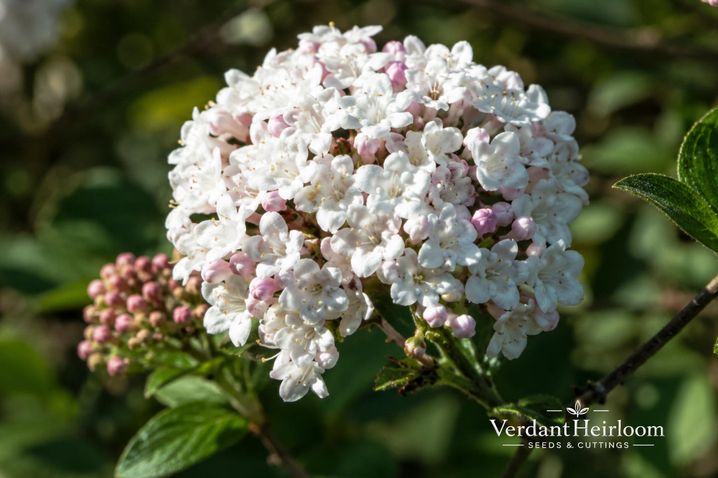 Mohawk Viburnum Bare Root Plant - Fragrant Flowering Shrub - Viburnum × burkwoodii 'Mohawk' - Deciduous Ornamental for Garden