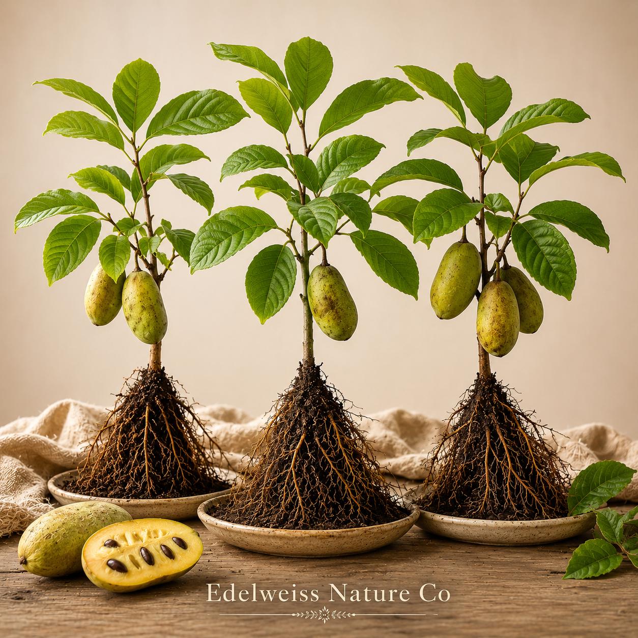 Pawpaw Tree Live Plants - 3 Bare Root Asimina triloba - Heirloom Edible Fruit Trees for Home Orchards & Edible Landscapes