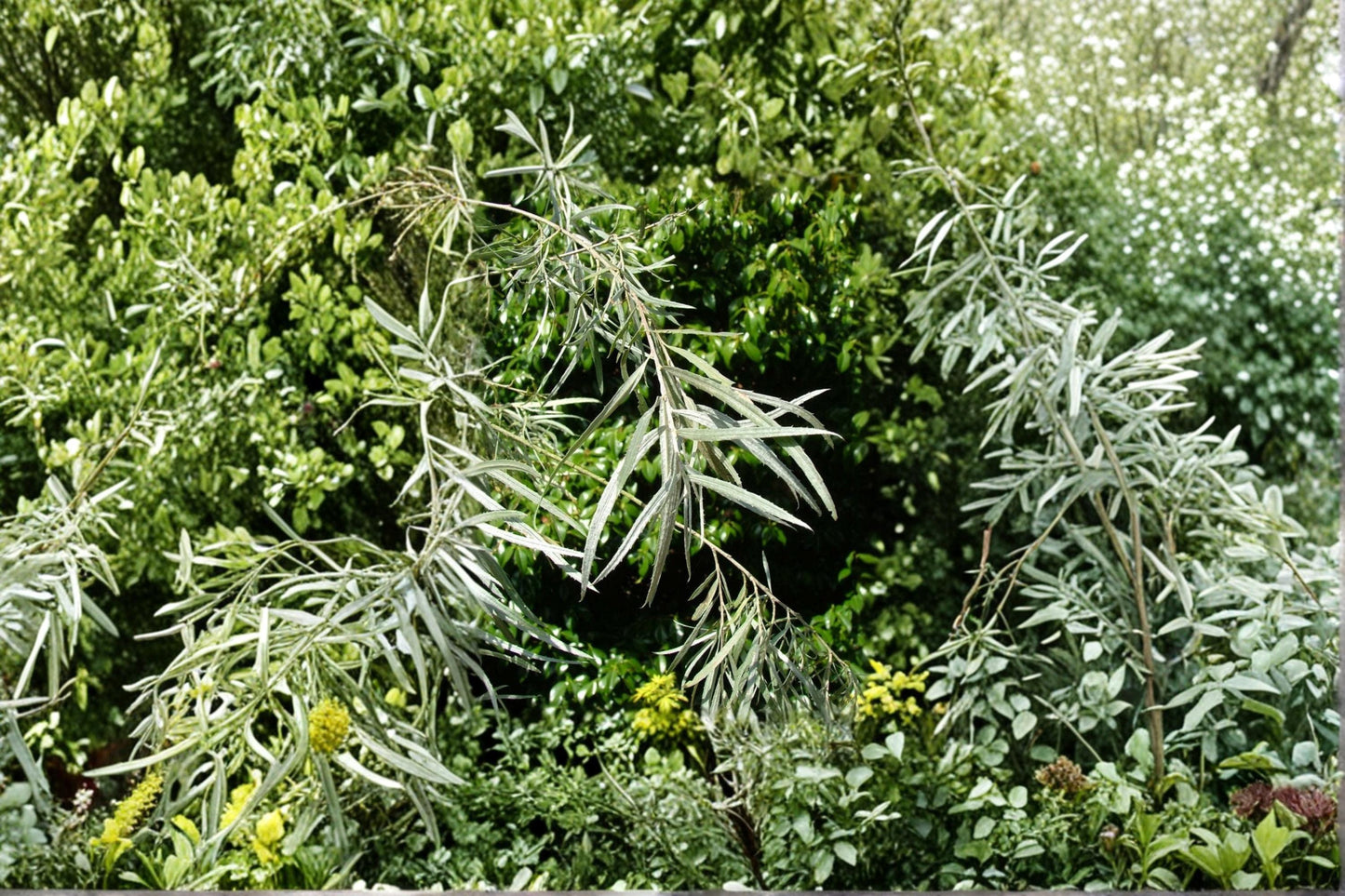 Coyote Willow Cuttings – 1 Live Cutting, Salix exigua, Fast-Growing Native Shrub for Erosion Control & Privacy Screening