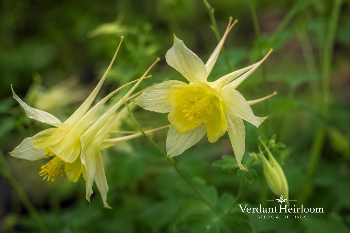 Early Bird Yellow Columbine Bare Root Plant - Aquilegia spp. - Perennial Flowering Plant for Shade Gardens - Bright Yellow Blooms