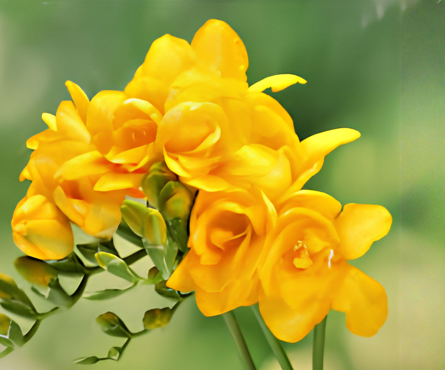 Freesia Double Yellow Bulbs - 15 Healthy Flowering Bulbs for Sunny Gardens, Containers - Freesia hybrids, Fragrant Spring Blooms