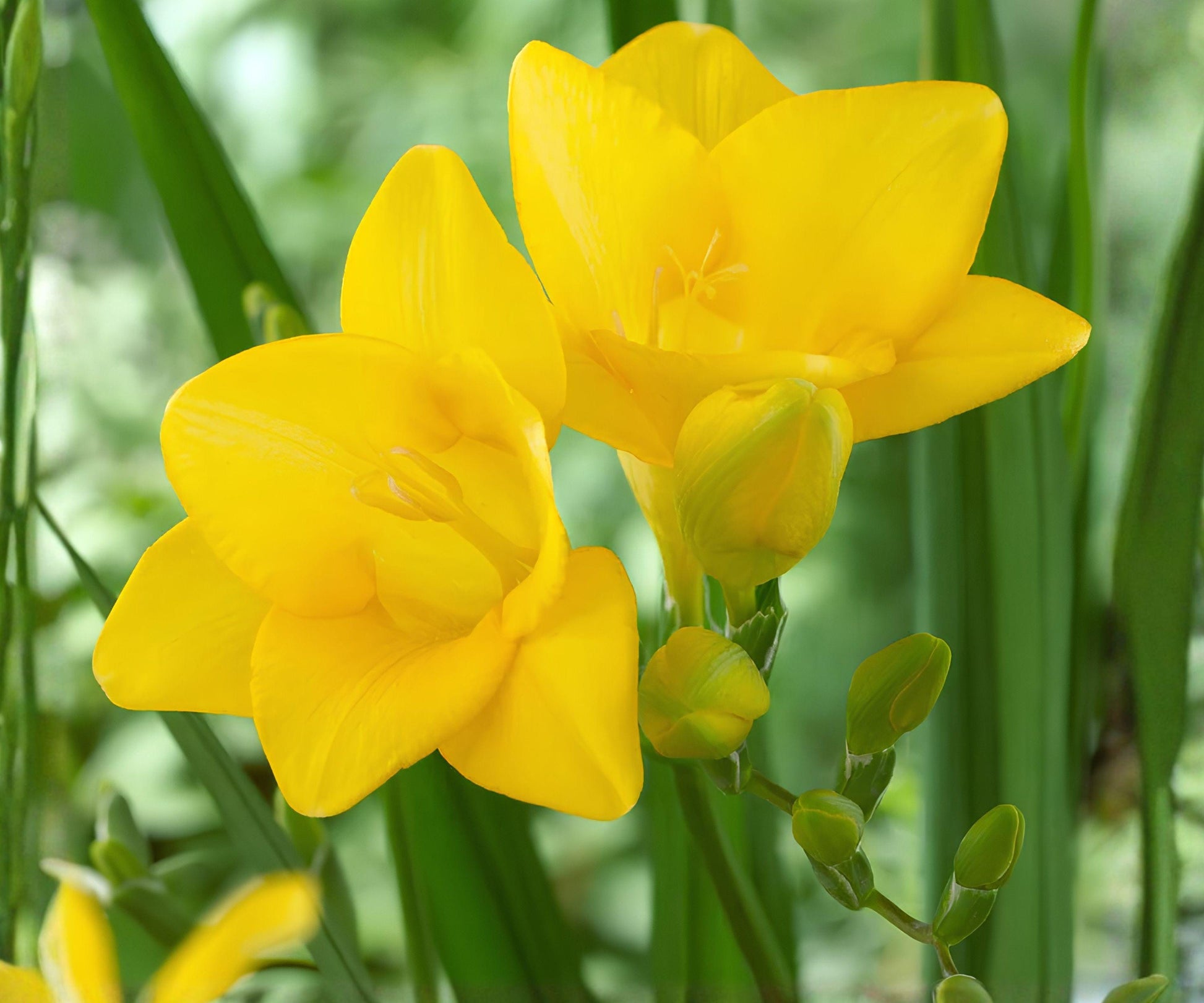 Freesia Bulbs - 15 Pack Single Yellow - Fragrant Spring Flowers for Gardens & Bouquets - Freesia hybrids