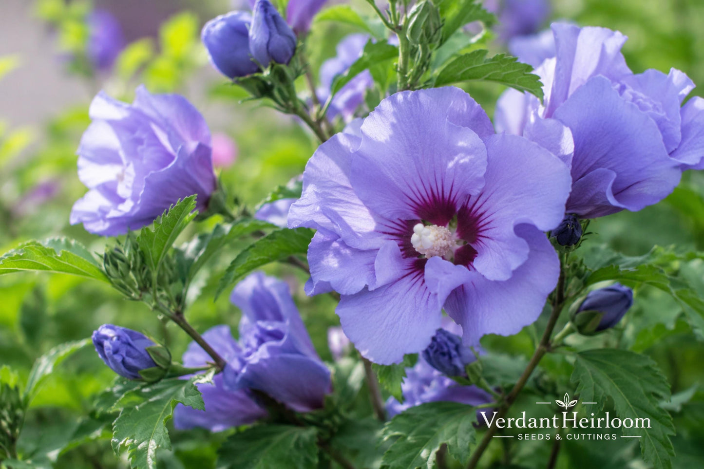 Marina Blue Satin Rose of Sharon Plant - Bare Root Hibiscus syriacus 'Marina' - Deciduous Flowering Shrub with Blue Blooms