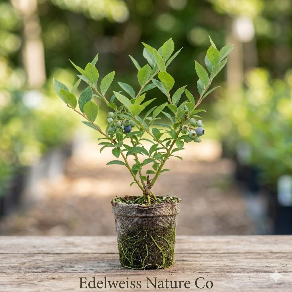 Emerald Blueberry Starter Plant | 3-6" Live Berry Bush | Vaccinium corymbosum | Edible Shrub for Gardens & Containers