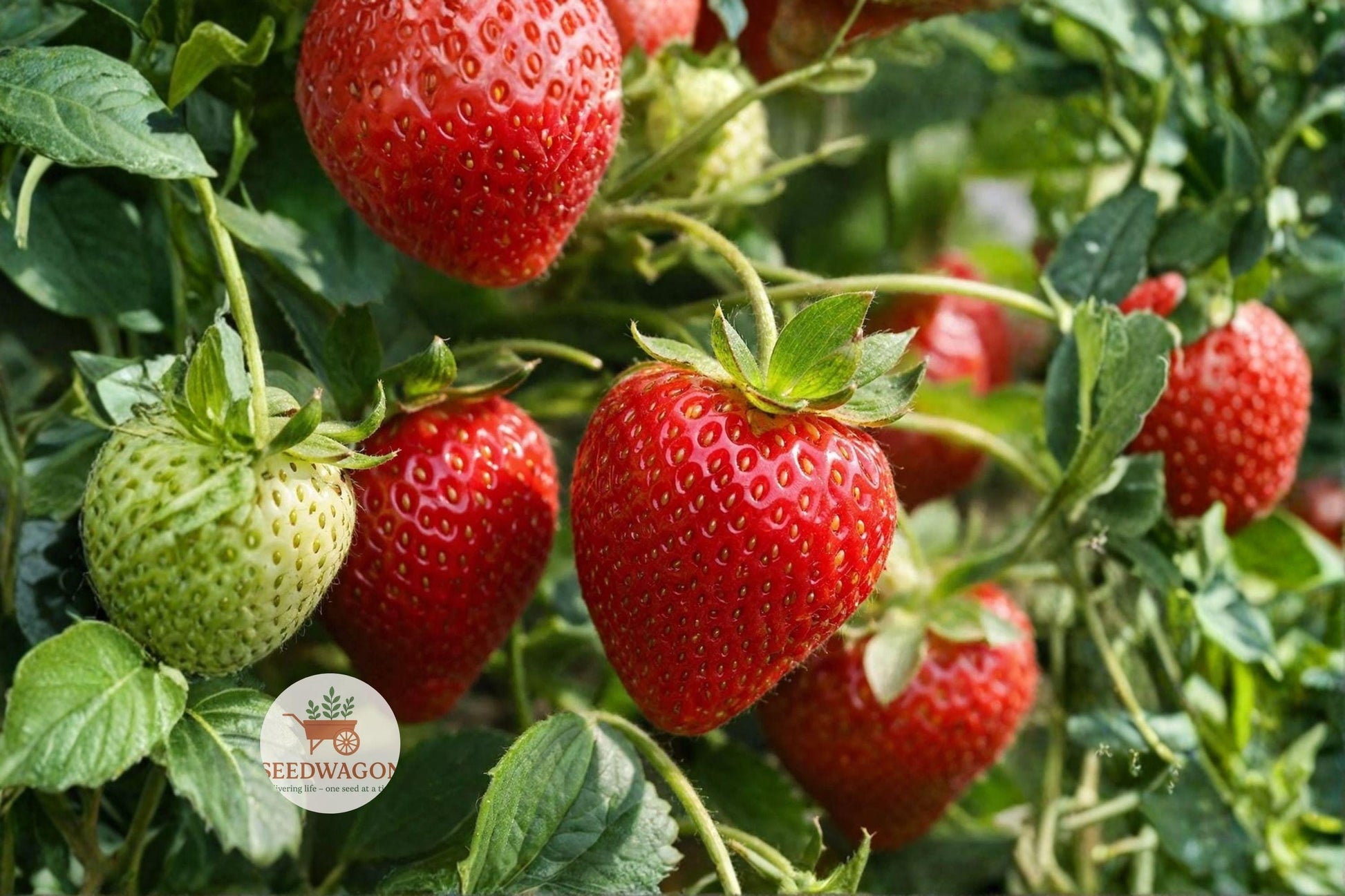 Jewel Strawberry Bare Root Plants - 5 Live Plants, Sweet Flavor, Bright Red Berries, Fragaria × ananassa 'Jewel'