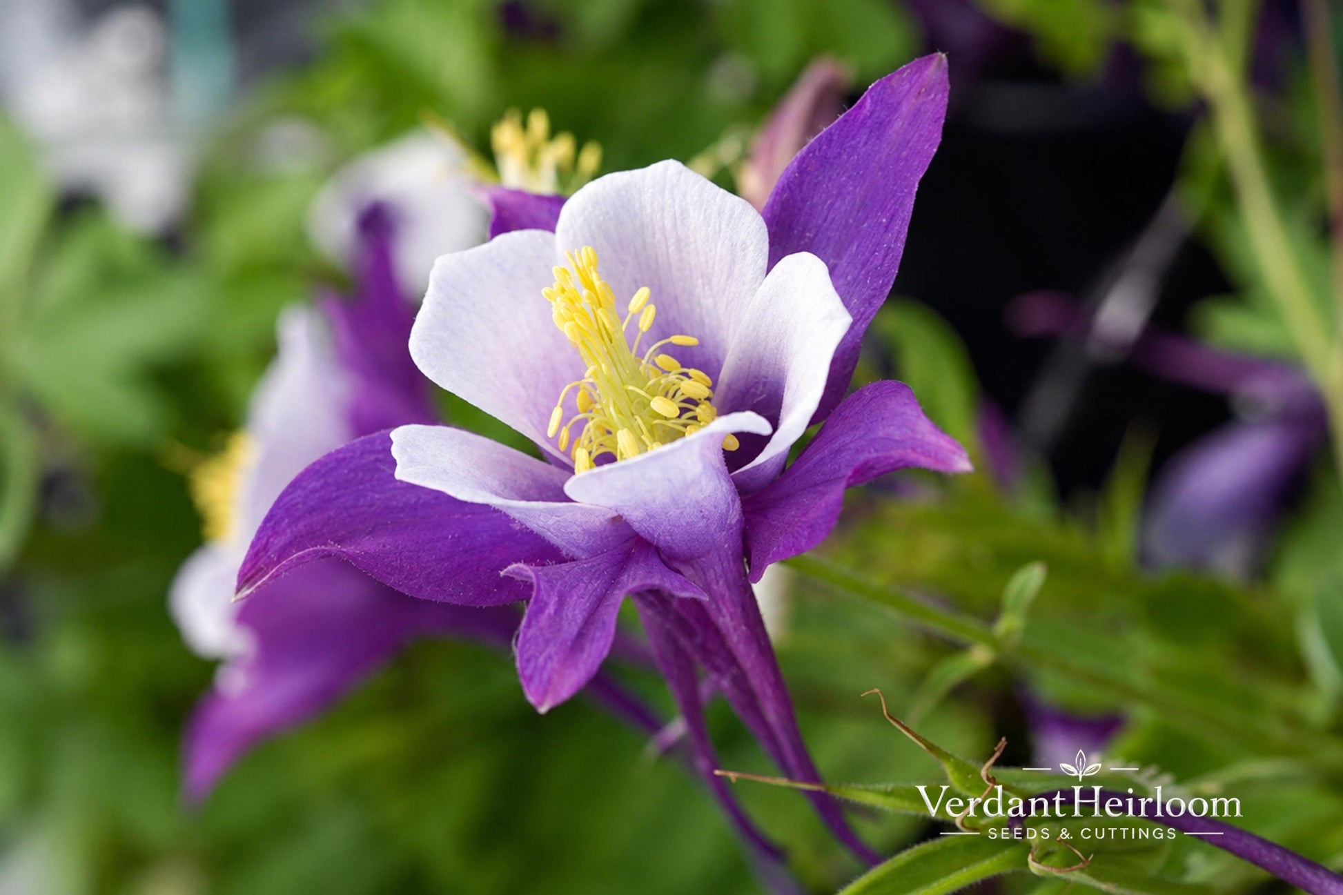 Early Bird Purple White Columbine Plant - 1 Bare Root Perennial - Aquilegia spp. - Shade Garden Flowering Plant