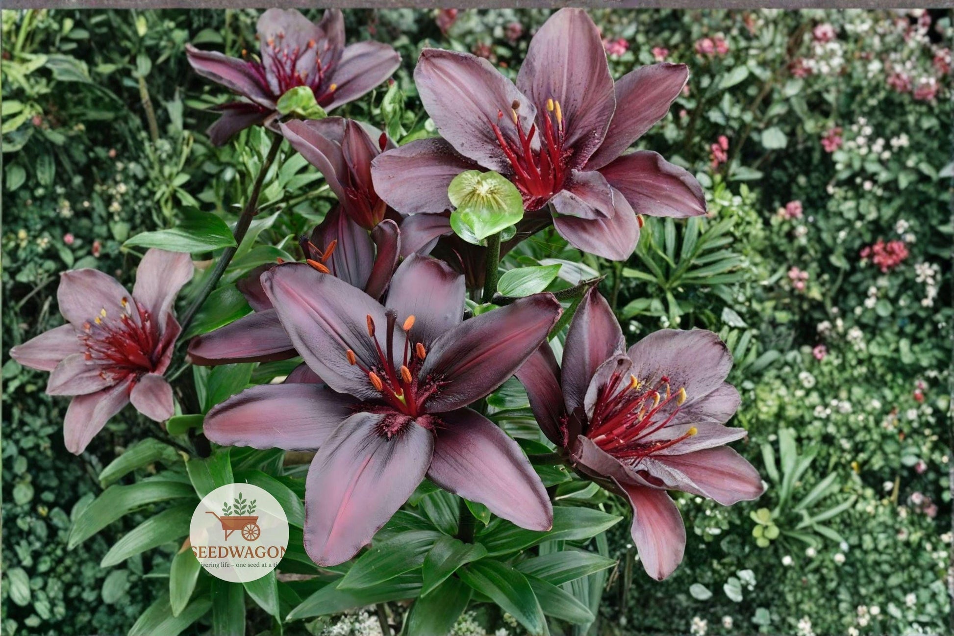 Blackstone Lily Bulbs - 10 Deep Burgundy Asiatic Lily Perennials - Lilium spp. - Dramatic Garden Flowers for Summer Blooms