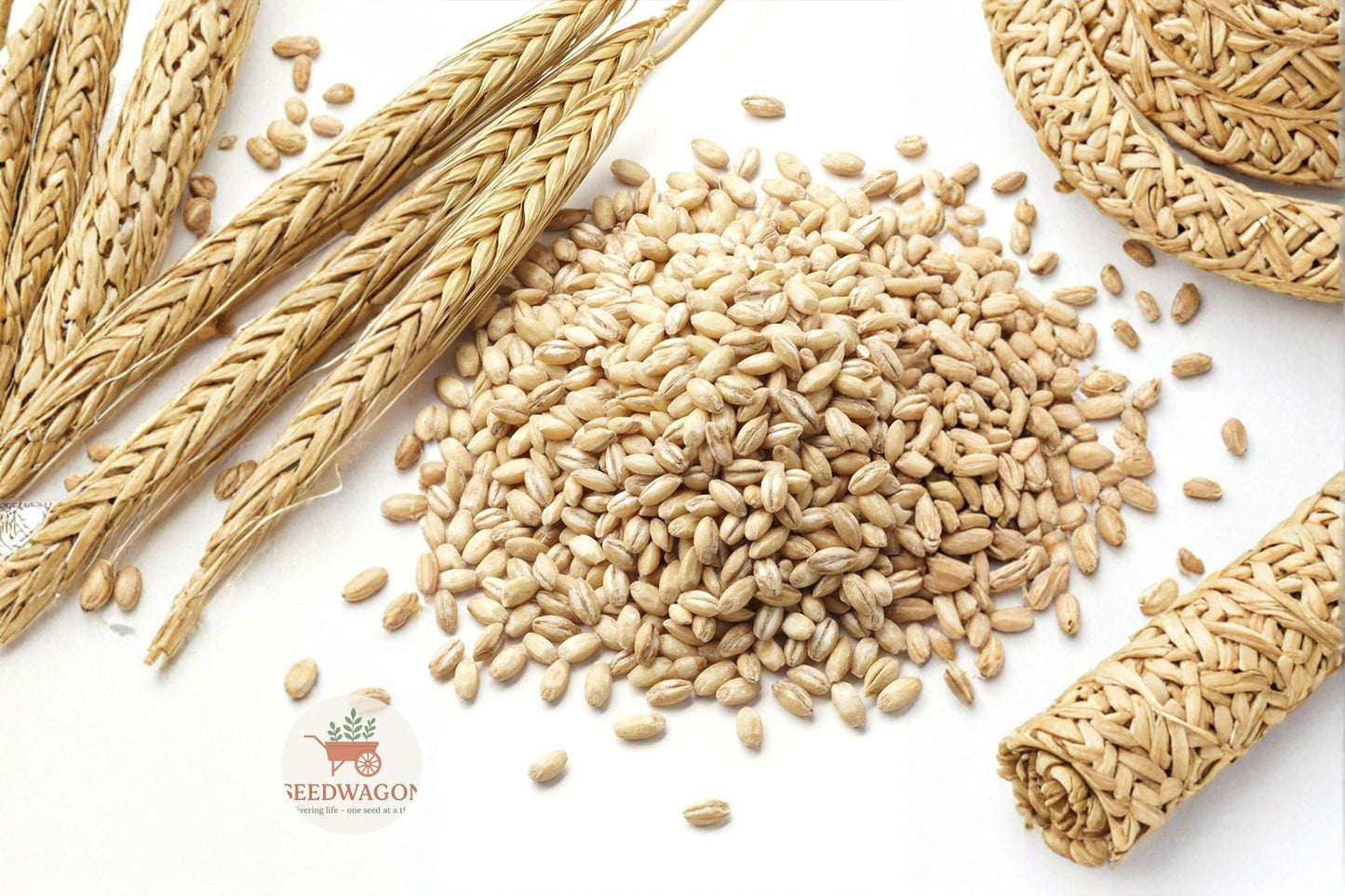 Barley Seeds 25 Pounds - Hordeum vulgare - Cover Crop & Wildlife Food - Versatile Garden Planting Seed for Soil Improvement