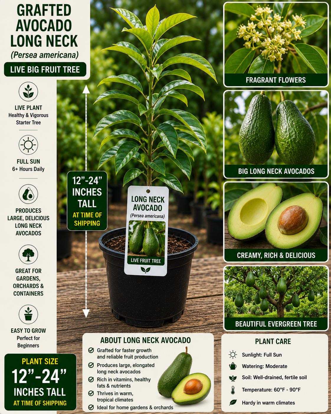 Grafted Long Neck Avocado Tree 12-24 Inches Tall - Persea americana - Live Fruit Plant - Fresh Stock