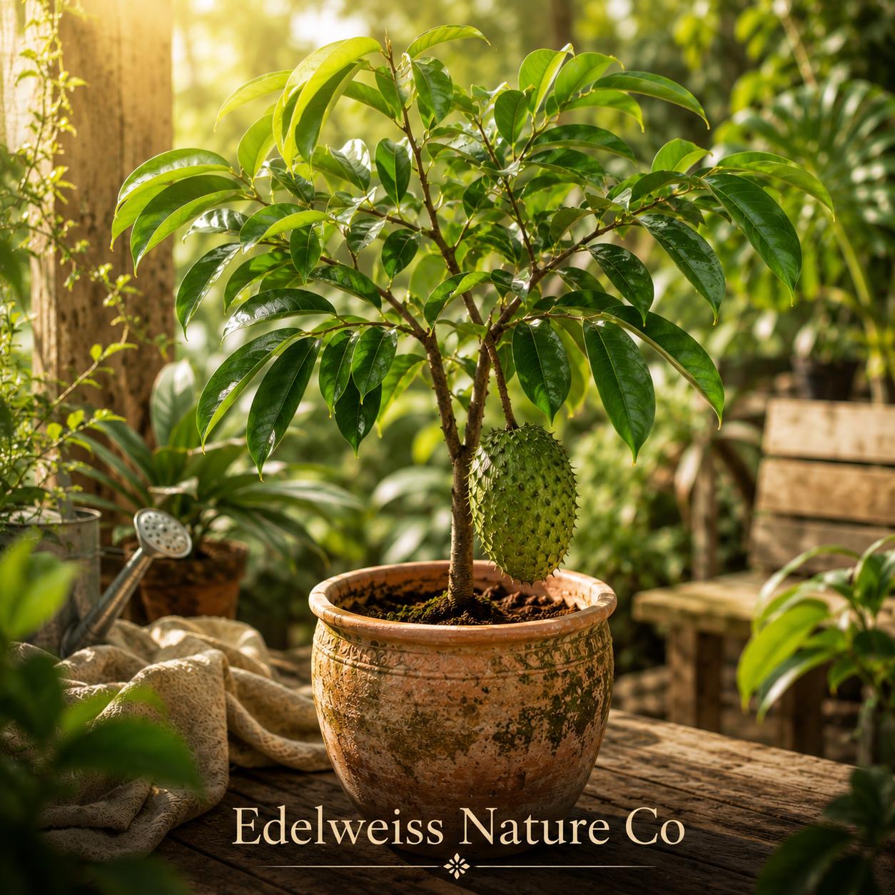Soursop Tree Starter Plant | 3-6 Inch Annona Muricata | Tropical Edible Fruit Tree | Lush Green Foliage